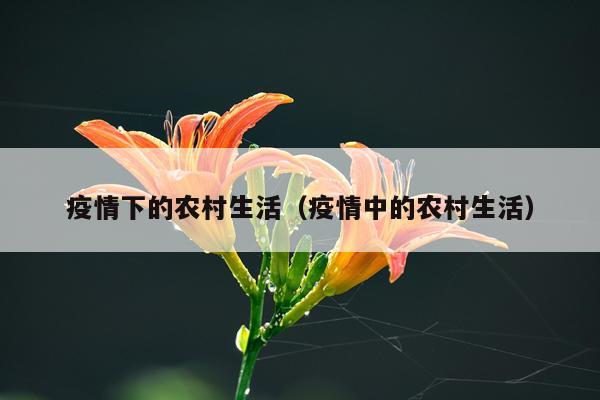 疫情下的农村生活（疫情中的农村生活）
