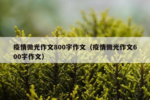 疫情微光作文800字作文（疫情微光作文600字作文）